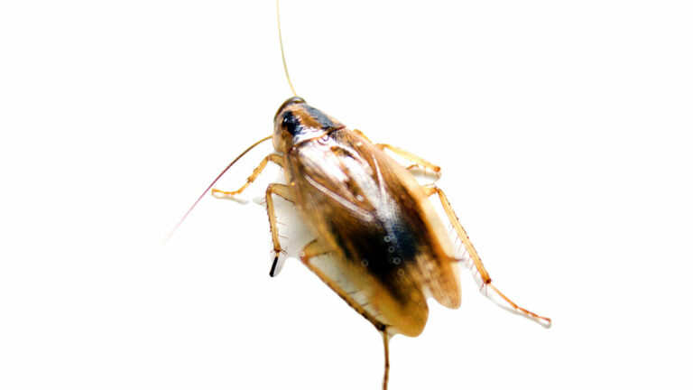 German Cockroach