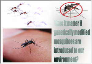 mosquito control