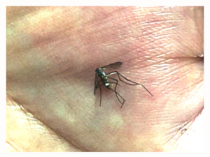 aedes mosquito hungry female