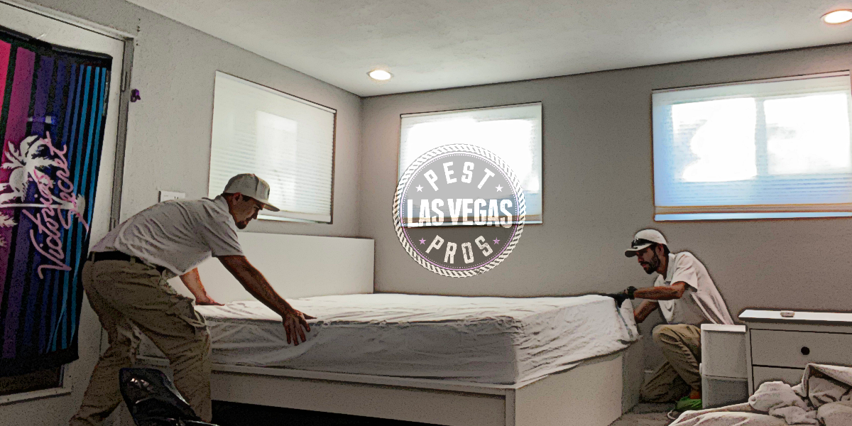 Bed Bug Infestation Las Vegas 2025 Sebastian Howard