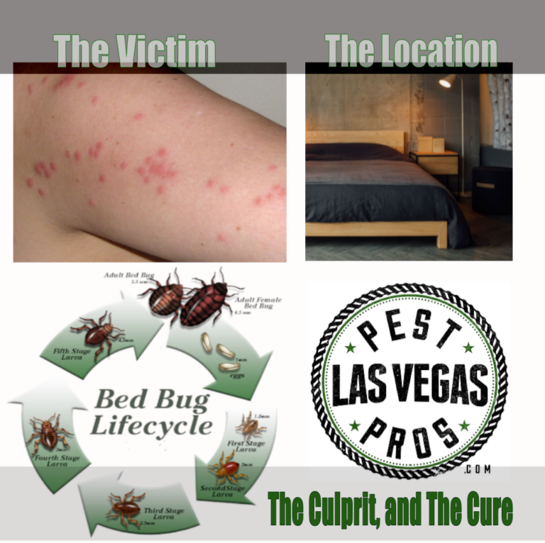 bed bug infestation in las vegas hotels