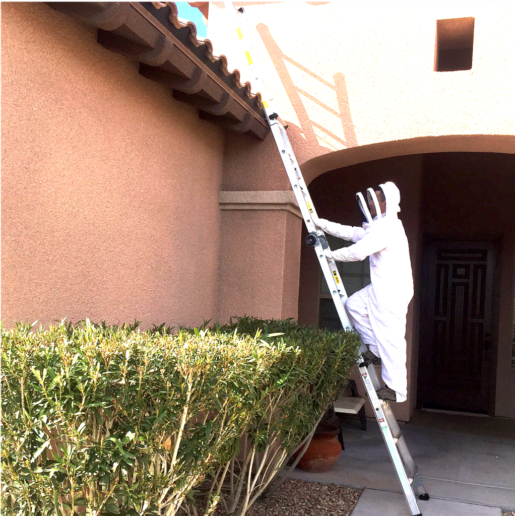 bee control on las vegas rooftop