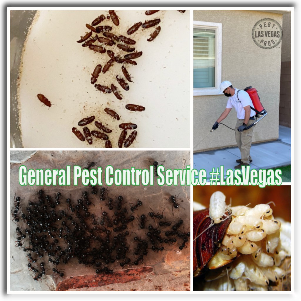 general pest control service las vegas