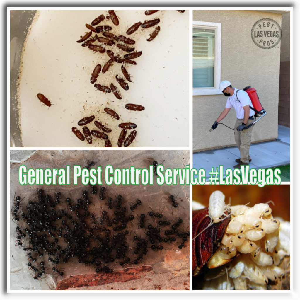 Bed Bug Treatment