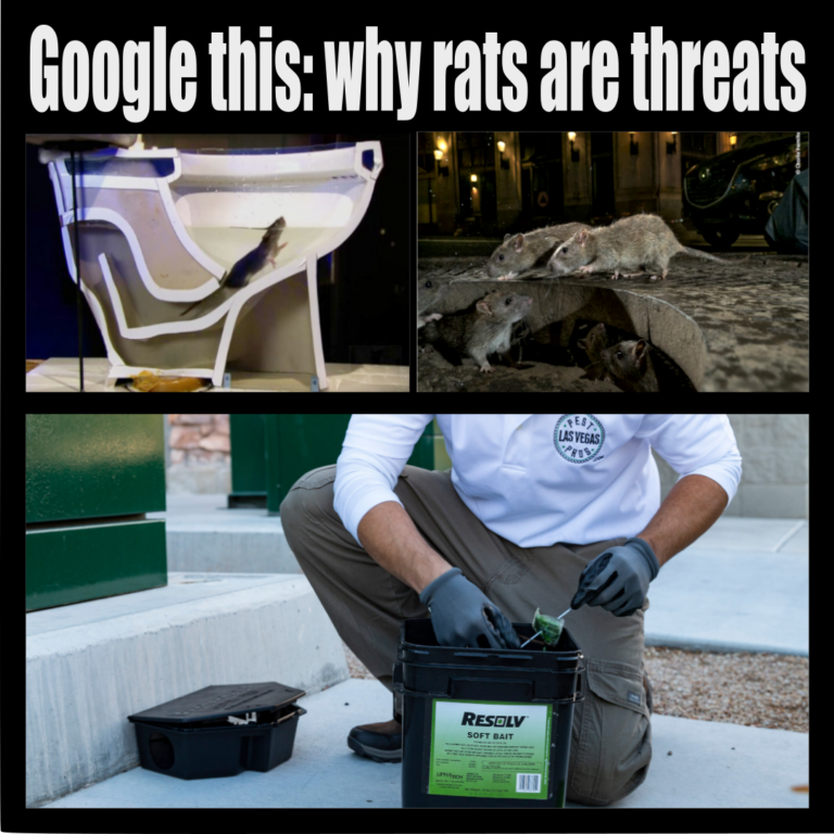 why to fear rats