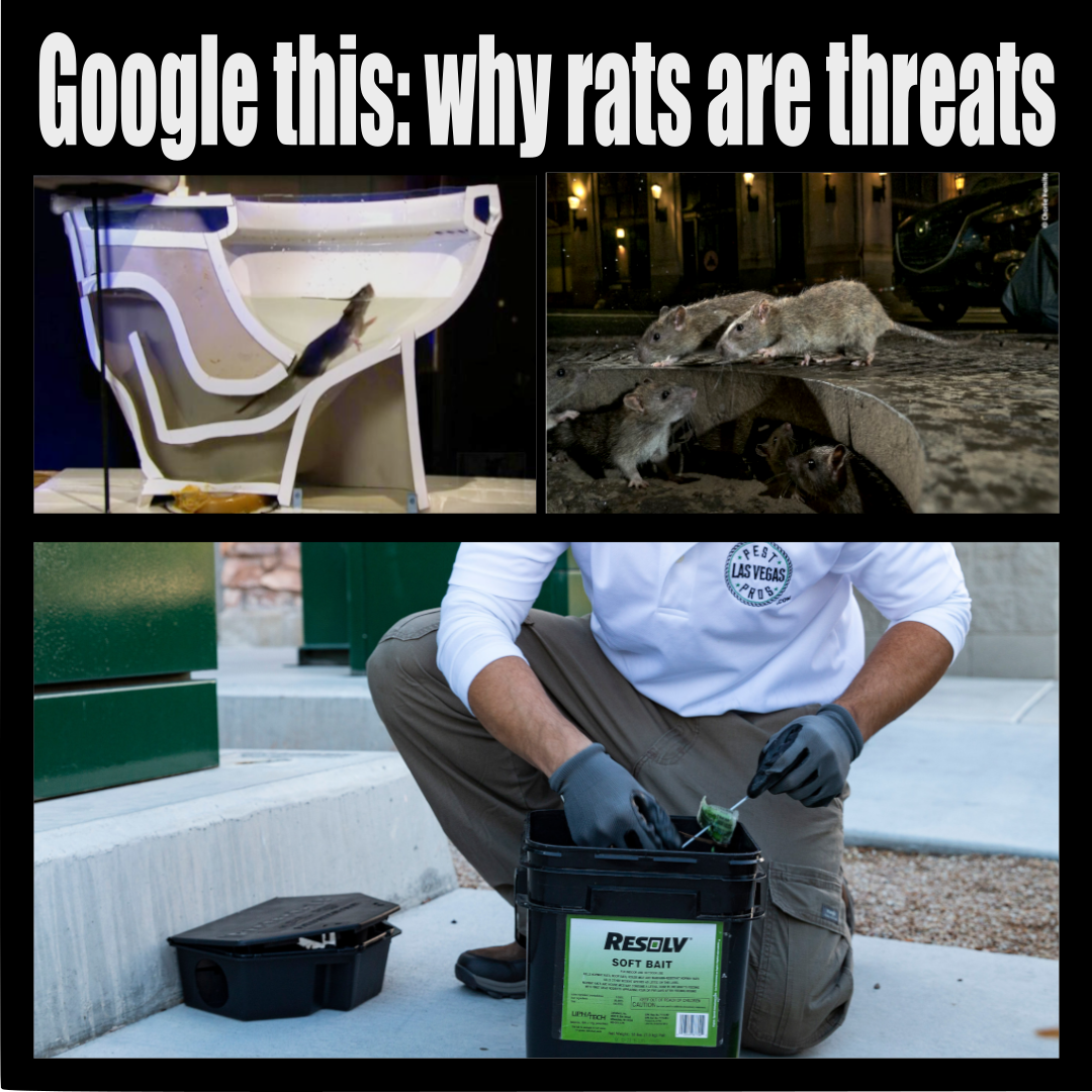 why-fear-rats