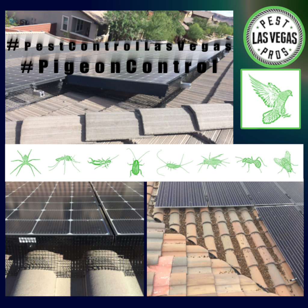 solar panel pigeon proofing