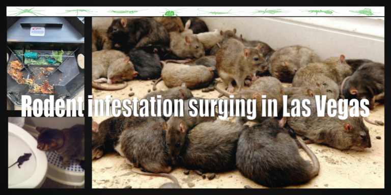 rodent control surging in las vegas