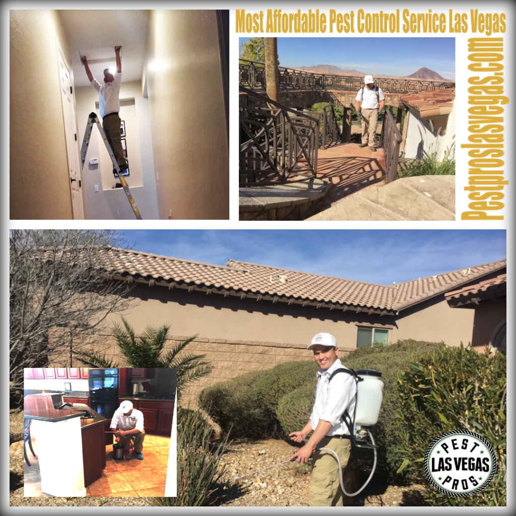 affordable general pest control service 