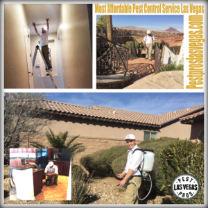 affordable pest control service in las vegas