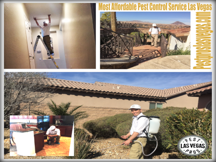 Affordable pest maintenance in las vegas