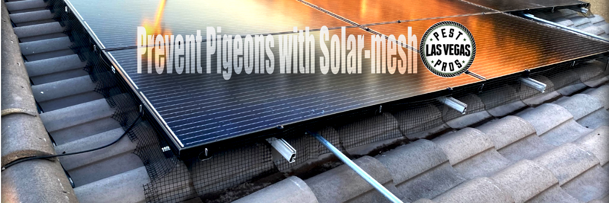 pigeon control with solar mesh