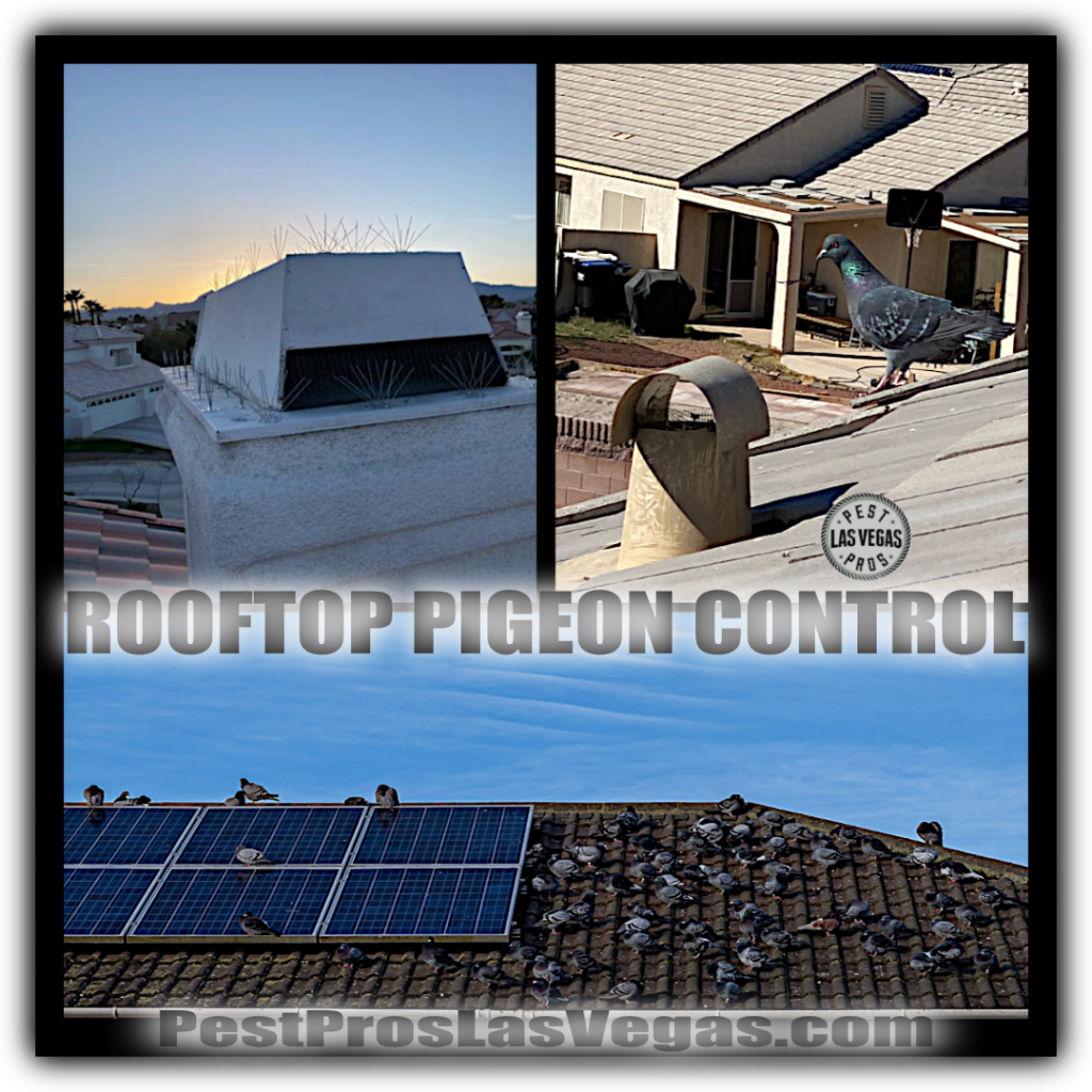 rooftop pigeon control in las vegas