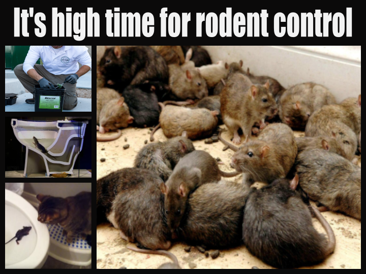 rodent control las vegas