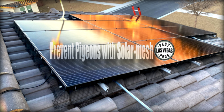 solar mesh pigeon guard install las vegas
