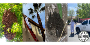 exterminating bees affordably in las vegas