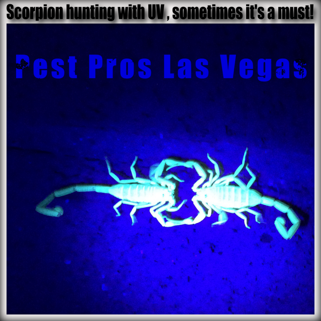 hunting scorpions with UV light