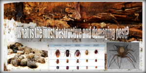 most destructive and damaging pests