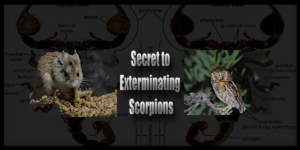 scorpion predators as exterminator