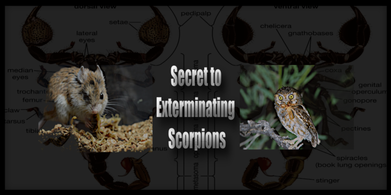 scorpion predators as exterminator