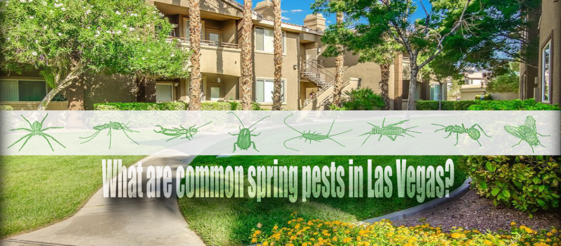 common spring pests in las vegas