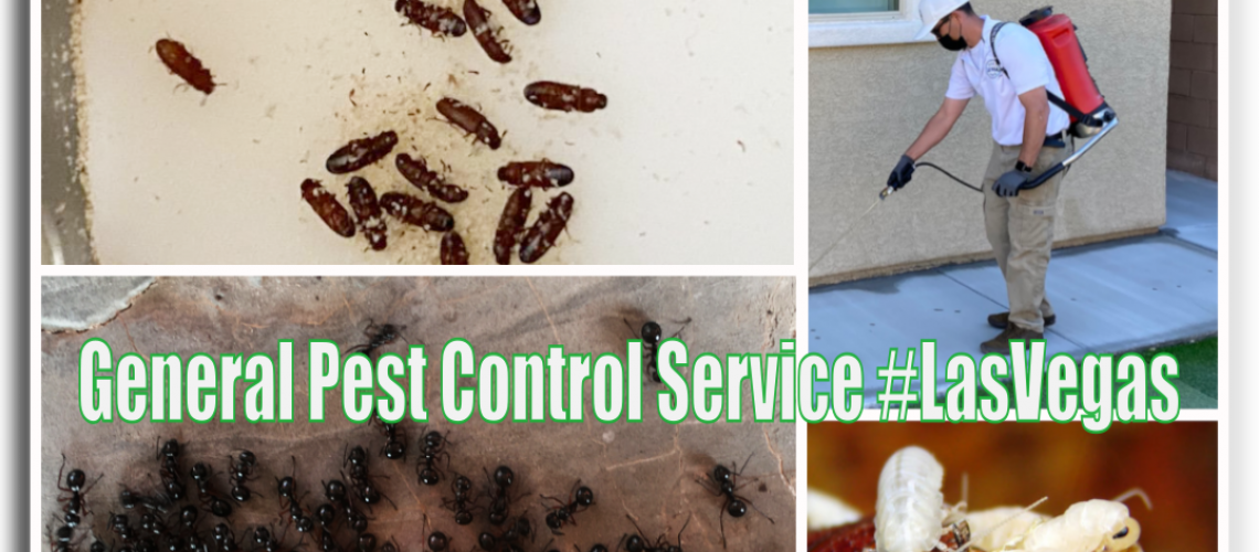 general pest control service las vegas