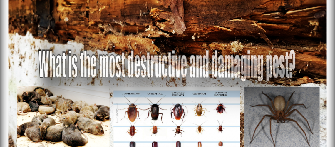 most destructive and damaging pests