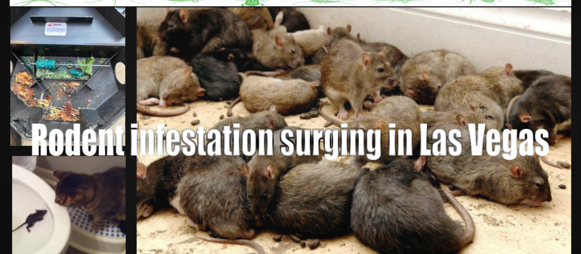 rodent control surging in las vegas